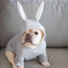 Sevimli Fransiz Bulldog Kapusonlu Ceket Ceket Kis Sicak Kucuk Kopekler Icin Evcil Hayvan Giysileri Tatli Tavsan Kulaklari Sekil Yavru Kedi Giyim Kostum Kopek Kap Svetsort Aliexpress