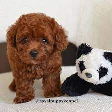This dog has been popular as far back as the 16th century when it was bred down from a standard poodle, probably in france, to become a companion for wealthy aristocrats. Instagram Photo By London The Corgi May 16 2016 At 1 18pm Utc Toy Puppies Tiny Toy Poodle Poodle Dog