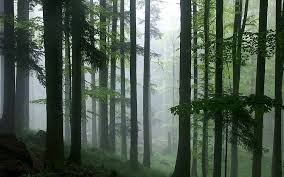 Maybe you would like to learn more about one of these? Rain In The Forest Gloomy Forest Rain Hd Wallpaper Peakpx