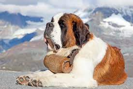 Get all the lyrics to songs by bérurier noir and join the genius community of music scholars to learn the meaning behind the lyrics. Bernhardiner Ein Hund Wie Ein Berg Mydog365 Magazin
