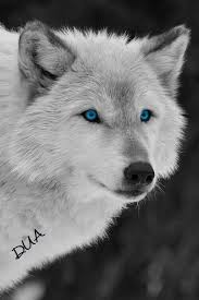 Pin By Dua Elif Dua M On Kurt Wolf In 2020 Wolf Dogs Animals