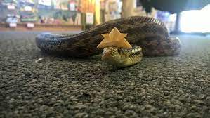 Snakes Photo Snakes Wearing Hats Snakes With Hats Cute Snake Pet Snake