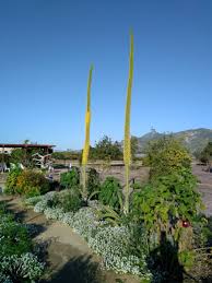 A common succulent species, the century plant (agave americana) is native to the southwestern united states and mexico and grows in the form of a rosette. Posts Tagged Agave News Information Outreach