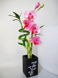 Robot Check Lucky Bamboo Lucky Bamboo Plants Plants