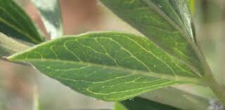 Image result for Pearsonia cajanifolia