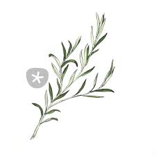 Rosemary Rosemary Tattoo Botanical Drawings Drawings