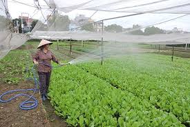 Chi phí cao nhưng ít giá trị - Bất cập dịch vụ cấp chứng nhận VietGAP -  Nhịp sống kinh tế Việt Nam & Thế giới