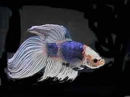 Prairie dawn even sported turquoise highlights on the. Types Of Bettas By Colour Tailss Patterns And Genetics