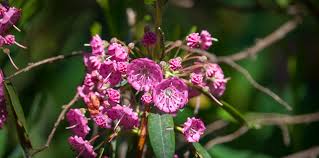 Azaleas are from the same family and have small, more numerous flowers. Sheep Laurel Kalmia Angustifolia