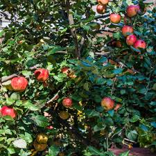 A cross between macoun and honeygold apples, this apple is extremely juicy and crisp. Origin Of Apple Trees Back Yard Biology