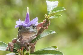 Frog Flower Hat Frog With Flower Hat Cute Frogs Frog Pet Frogs