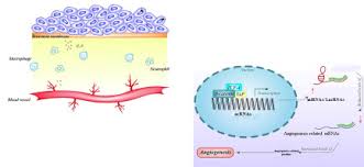 Learn vocabulary, terms and more with flashcards, games and other study tools. Non Coding Rnas Related To Angiogenesis In Gynecological Cancer Gynecologic Oncology