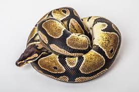 Ball Python Closeup Of A African Coiled Royal Or Ball Python Snake On A White B Spon African Coiled Closeup B Ball Python Snake Images Python Royal