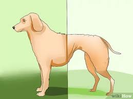 How common are pancreatic tumors? How To Diagnose Canine Cancer 11 Steps With Pictures Wikihow