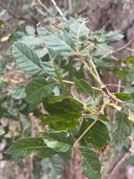 Image result for Allophylus africanus