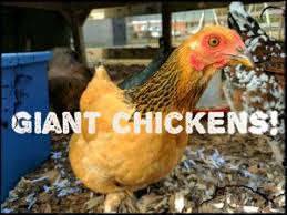 Another attribute that really makes the brahma stand out is how their feathering carries all the way down the front of their legs. 7 Reasons Your Flock Needs A Giant Brahma My Pet Chicken Blog