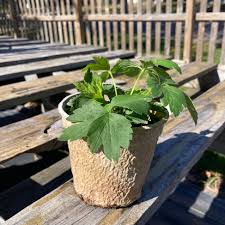 Image result for Aneilema nicholsonii