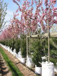 Kwanzan flowering cherry tree for sale. Japanese Cherry Kanzan Cherry Blossom Kanzan Barcham Trees