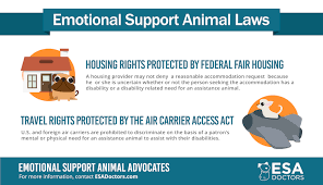 Emotional Support Animal Laws You Should Know Esa Doctors