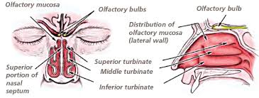 Image result for Olfactory Training