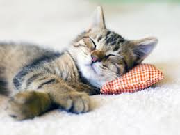 Résultat de recherche d'images pour "chat dormant"
