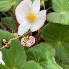 Image result for Begonia rubronervata