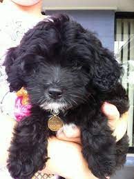 Cavoodle Puppy 2 Months Old Cute Animals Beautiful Dogs Puppies