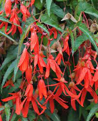 Bonfire Begonias Begonia Plants Planting Flowers