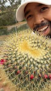 Mammillaria cacti are some of the coolest little desert dwellers out there.  They’re perfect for beginners or collectors. 🌵
