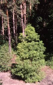 They grow throughout the atlantic coastal region, as far west as southeastern texas, and as far north as delaware. Bald Cypress