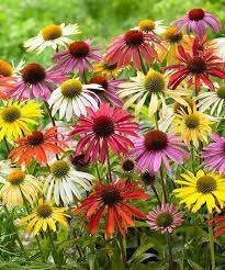 Cone Flower Mixed Echinacea Bare Root Set Echinacea Bulb Flowers Perennials