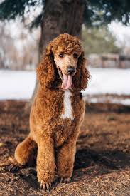Check spelling or type a new query. Stud Services Utah Goldendoodles
