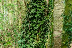 Meaning of ivy in english. English Ivy Plant Care And Growing Guide