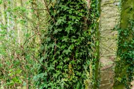 Commonly grown outdoors as a ground cover, english ivy also thrives indoors as a houseplant and requires only minimal care. English Ivy Plant Care And Growing Guide
