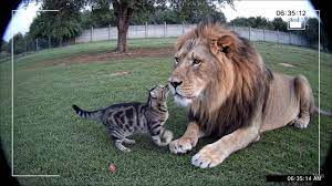 The Cat Who Brought Home a Lion: A Tale of Courage, Curiosity, and the ...