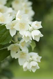 The Surprising Meanings Behind Your Favorite Flowers Jasmine Flower Flower Meanings Jasmine Plant