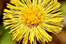 Image result for Argyrolobium macrophyllum