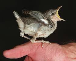 The northern mockingbird, mimus polyglottos, is the only mockingbird commonly found in north the traditional american lullaby hush little baby has been recorded in numerous musical styles. Morris Mockingbird Madness In Palo Alto The Mercury News