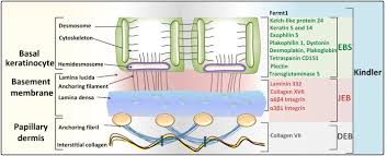 The most common shorthand of basement membrane zone is bmz. Epidermolysis Bullosa Molecular Pathology Of Connective Tissue Components In The Cutaneous Basement Membrane Zone Sciencedirect