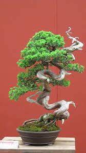 Juniper Bonsai With Wonderfully Trained Carved Trunk Bonsai Tree Indoor Bonsai Tree Japanese Bonsai Tree