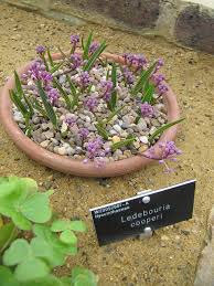 Image result for Ledebouria cooperi