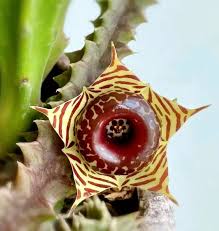 Image result for Huernia zebrina