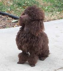 Black And White Standard Poodle Puppies For Sale Chocolate Toy Poodle Our Two Dams Chocolate Toy Poodle Brown Toy Poodle Poodle