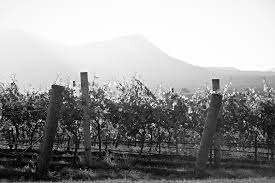beautiful hunter valley vineyards from scarborough wine valley vineyards natural wine organic wine