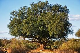 Image result for Erythrococca zambesiaca