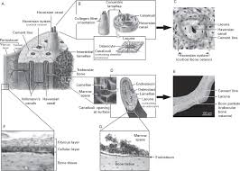 Shown is a longitudinal section from the human ulna, showing haversian canal, lacunae, and canaliculi. Bone Anatomy Physiology And Adaptation To Mechanical Loading Sciencedirect