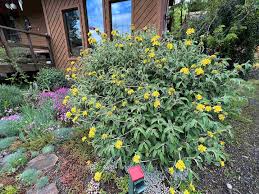 Image result for Phlomis fruticosa