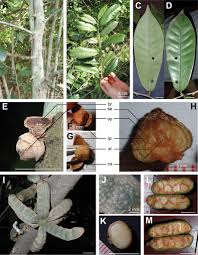 Image result for Polyceratocarpus gossweileri