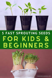 Bush beans and pole beans are closely related. 5 Fast Sprouting Seeds To Grow For Kids Beginners You Should Grow