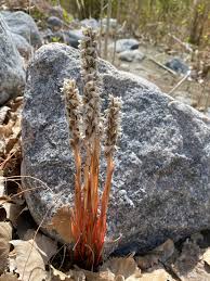 Image result for Zeuxine stammleri